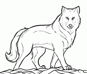 How to Draw a Gray Wolf, Timber Wolf, Step by Step, Concept Art ...