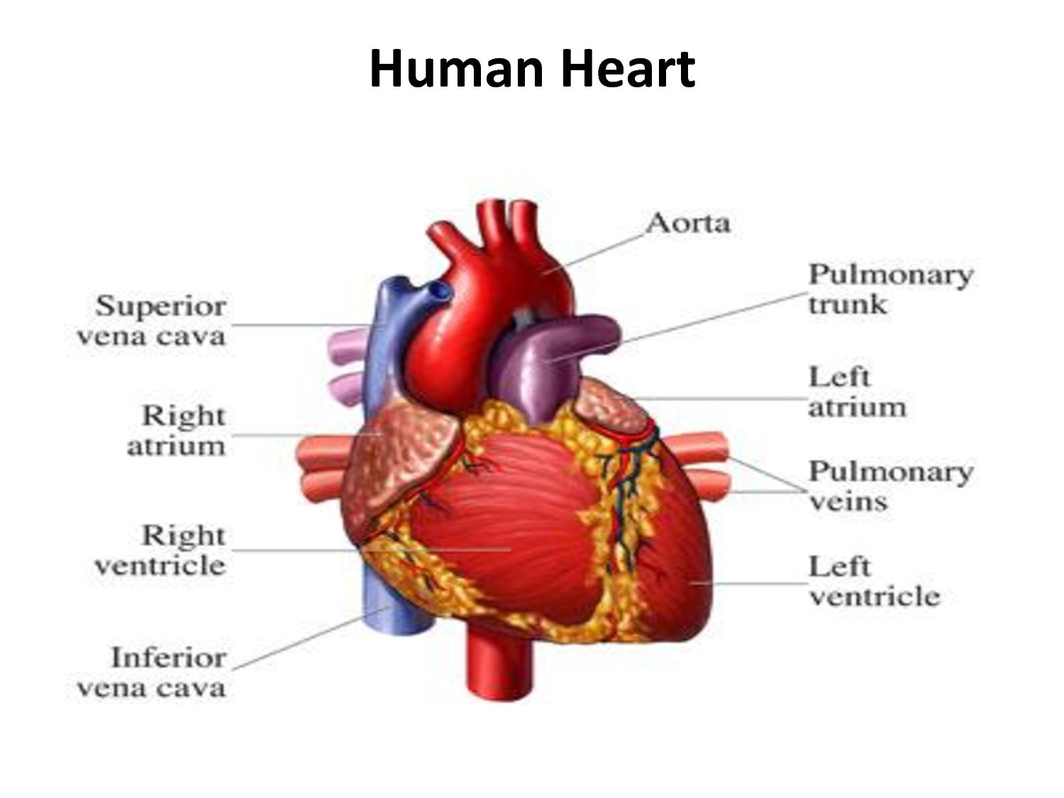 The Human Heart | Online CPR & First-Aid Certification Courses