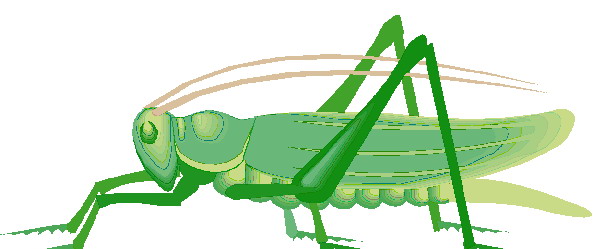 green grasshopper clipart - photo #31