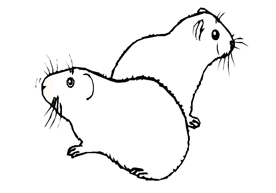 Guinea Pigs of cartoon Colouring Pages (page 3)