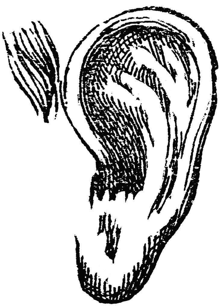 Ear | ClipArt ETC