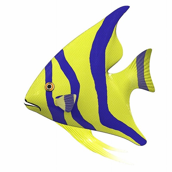 exotic fish animation 3d model - ClipArt Best - ClipArt Best