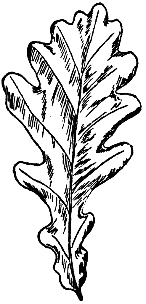 Oak Leaf Drawing