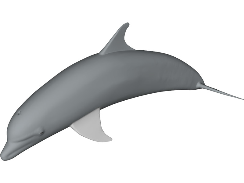 Dolphin Bottle-Nosed 3D Model Download | 3D CAD Browser