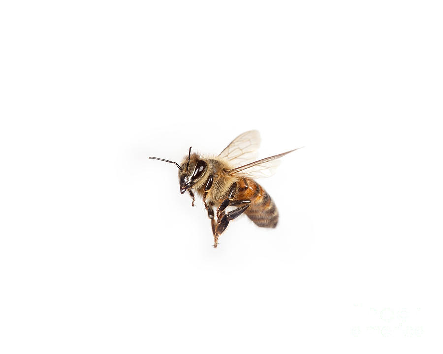 Honey Bee In Flight by Ted Kinsman - Honey Bee In Flight ...