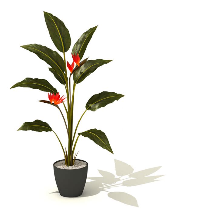 Potted Green Tall Plant With Red Flowers 3D Model- CGTrader.