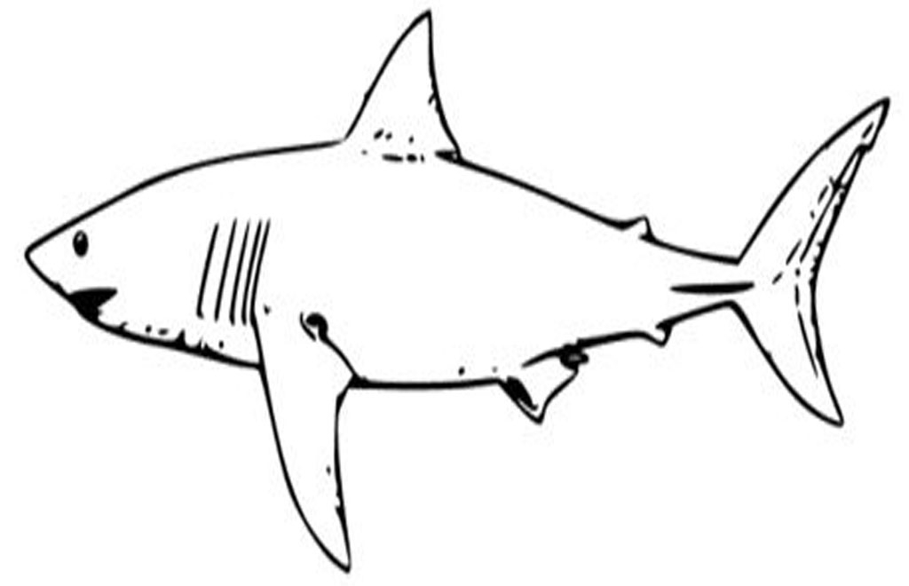 Funny White Shark Coloring Pages Realistic High Resolution ...