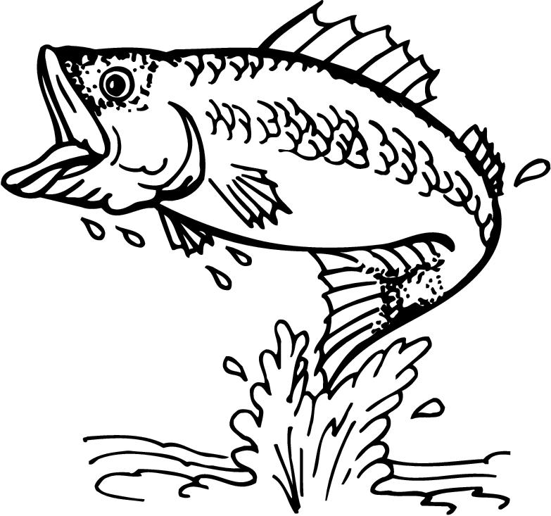 Bass Fish Clipart Images & Pictures - Becuo