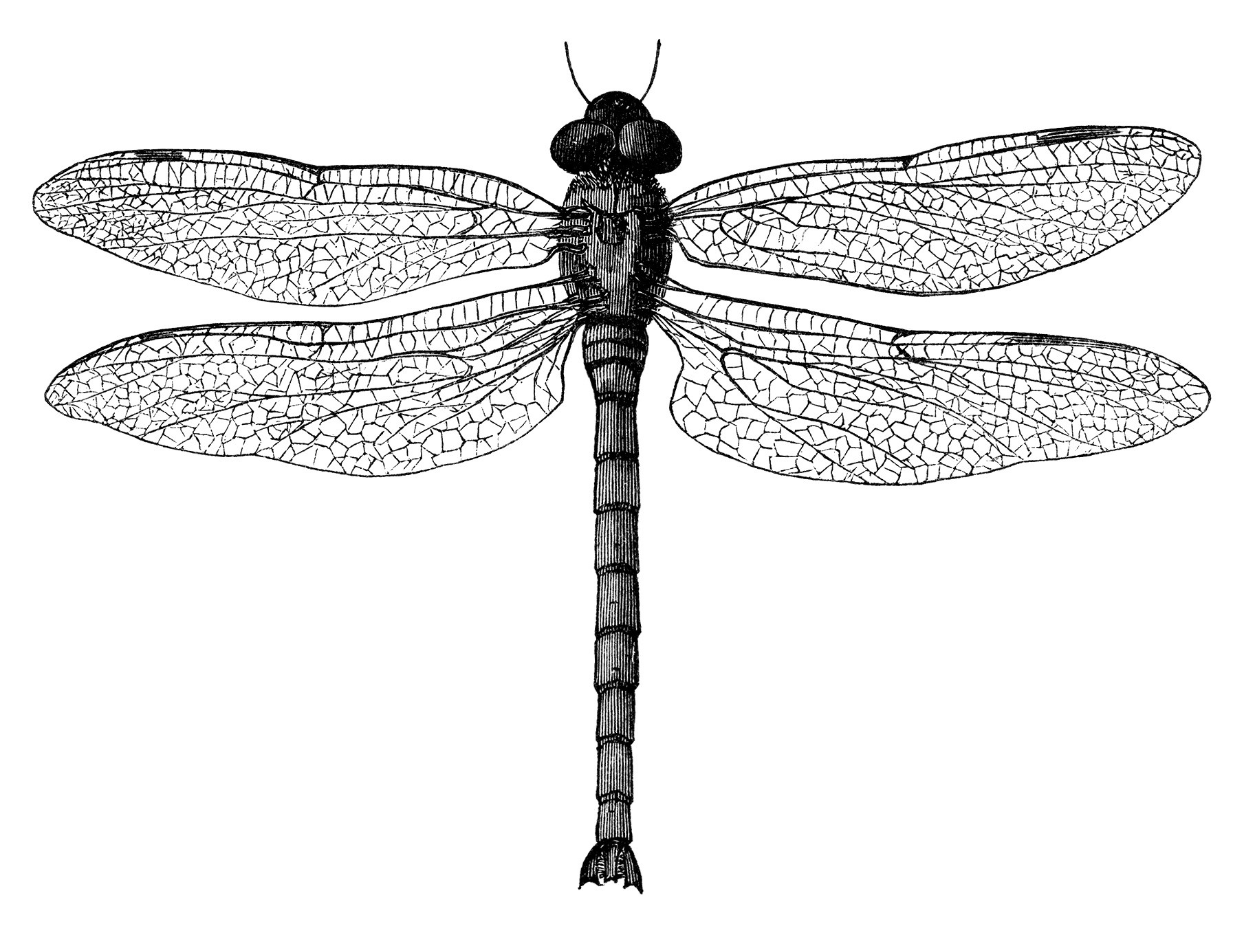 dragonfly clipart free download - photo #48