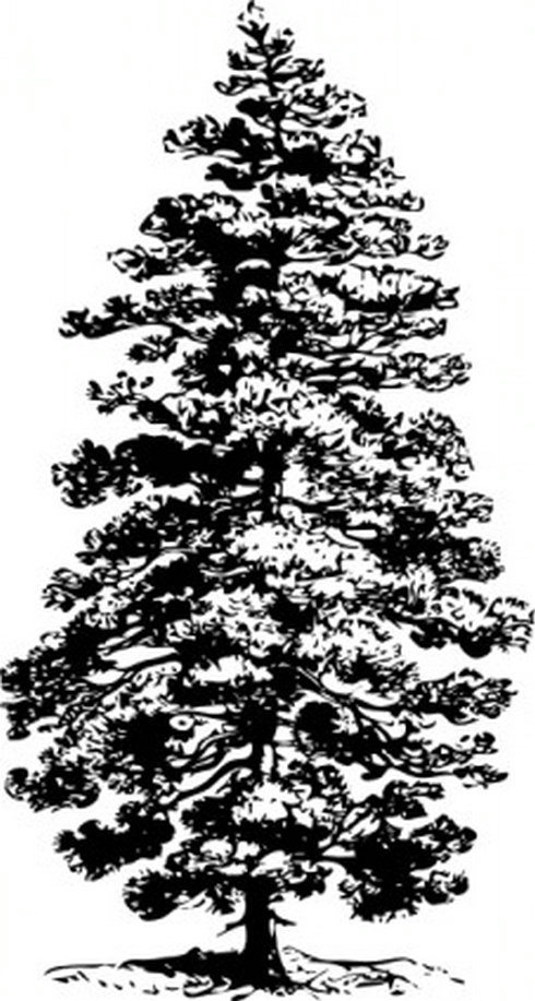 Pine Tree Clip Art | Free Vector Download - Graphics,Material,EPS ...