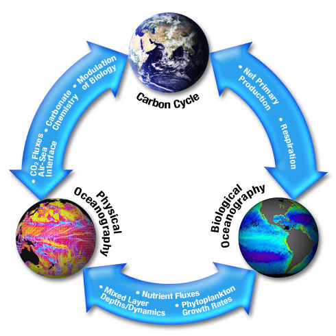 Carbon Cycle - NASA Science