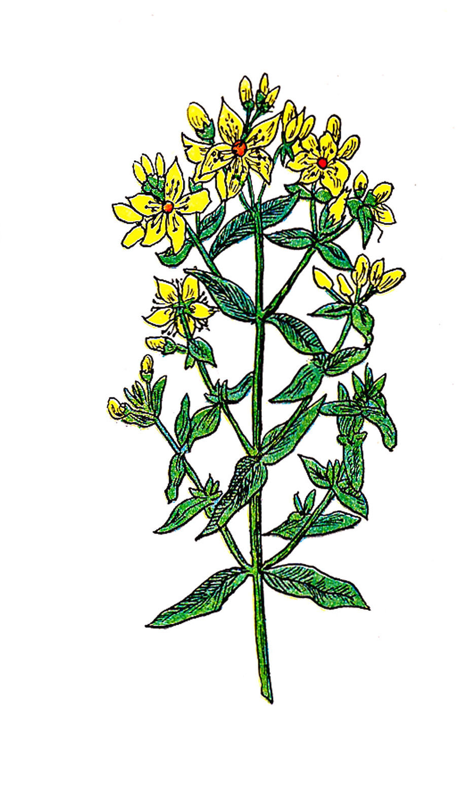 Antique Images: Vintage Flower Graphic: Vintage St. John's Wort ...