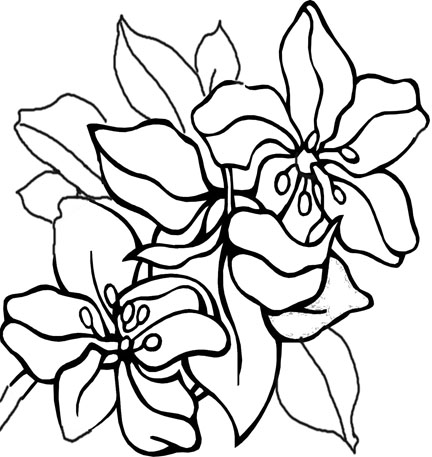 Tropical Flower Drawings Clipartsco