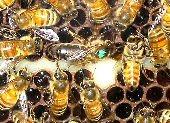 Bush Bees, Queen Rearing, Raising Queens