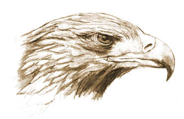 Mythology and Folklore of The Eagle | Trees for Life