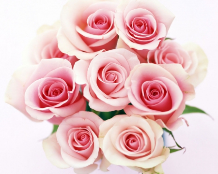 Roses - Flowers Photo (31663347) - Fanpop