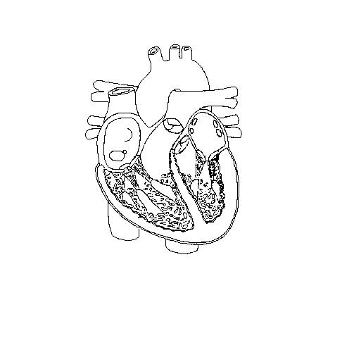 unlabelled-heart-diagram-our- ...