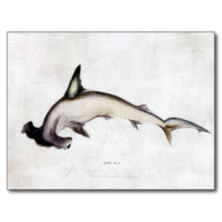 Hammerhead Shark Postcards & Postcard Template Designs | Zazzle