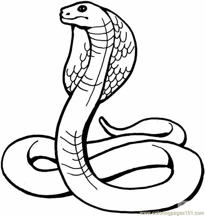 Coloring Pages King cobra (Reptile > Snake) - free printable ...