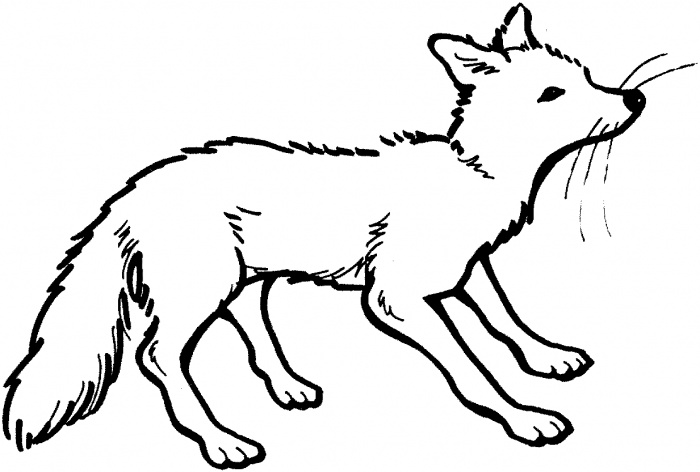 Fox Coloring Pages Kindergarten : Printable Coloring Sheet ~ Anbu ...