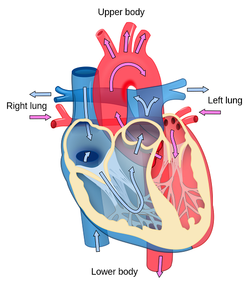 Simple Heart Diagram For Kids Images & Pictures - Becuo