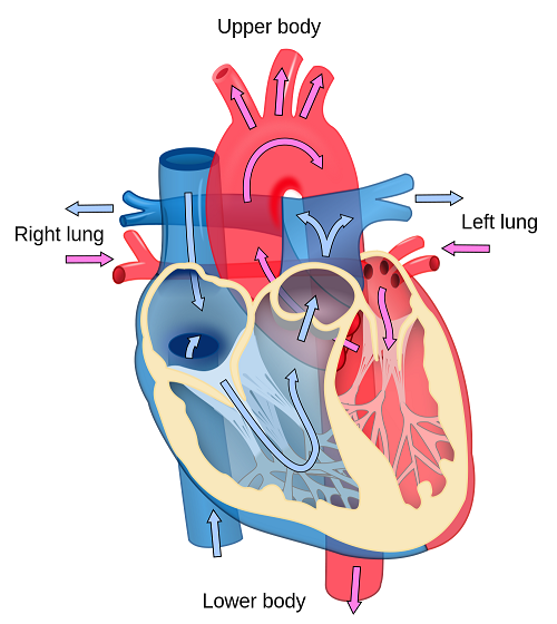 Simple Heart Heart Diagram Images &amp; Pictures - Becuo