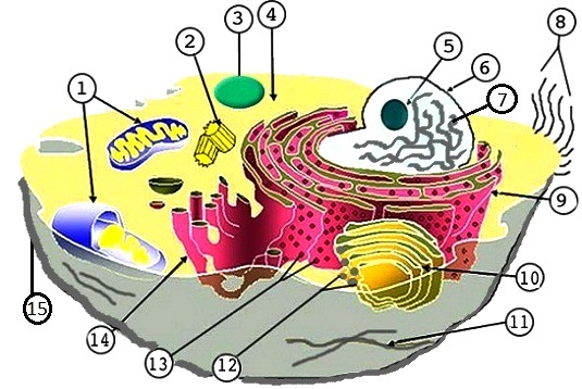 animal cell label | Maria Lombardic