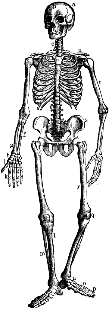 The Bony and Cartilaginous Skeleton | ClipArt ETC