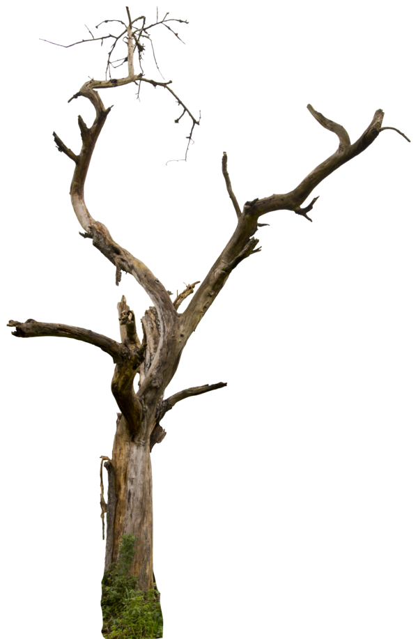 clip art dying tree - photo #24