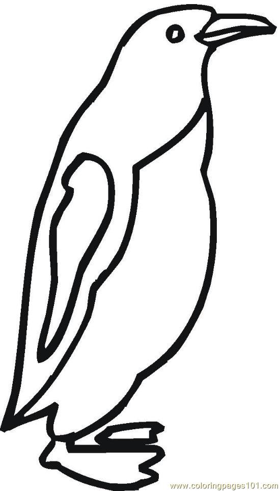 Coloring Pages Penguin (5) (Birds > Penguin) - free printable ...