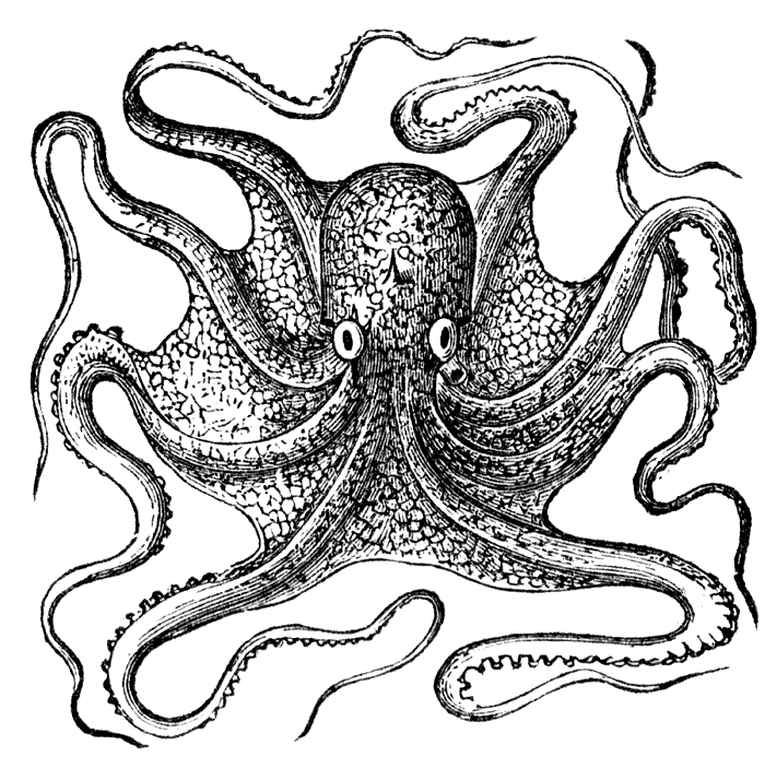 Octopus | Ideas for a Treasure Map | Pinterest