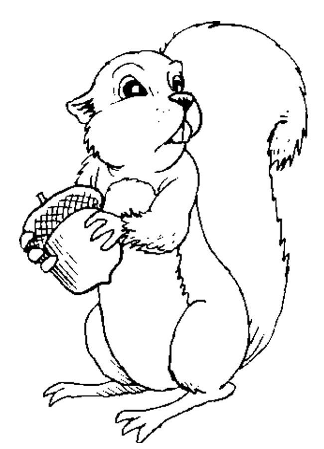 Squirrel Face Coloring Page | squirrel face colouring pages page 2 cliparts co Squirrel Face Coloring Page | squirrel face colouring pages page 2 cliparts co