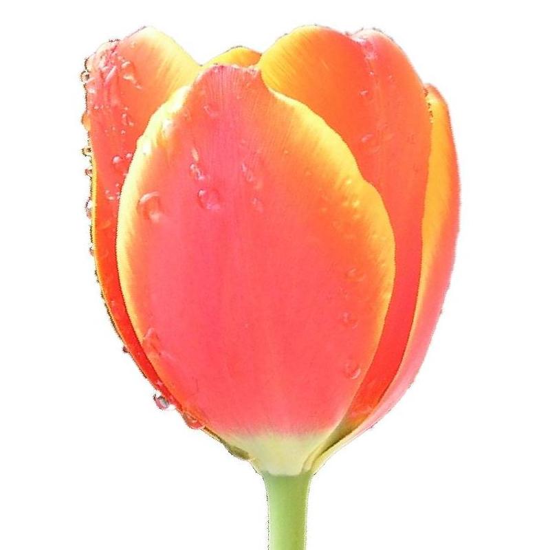 File:Tulip single edit.JPG - Wikimedia Commons