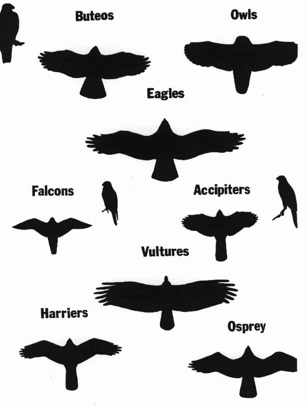 Flying Hawk Outline Images & Pictures - Becuo
