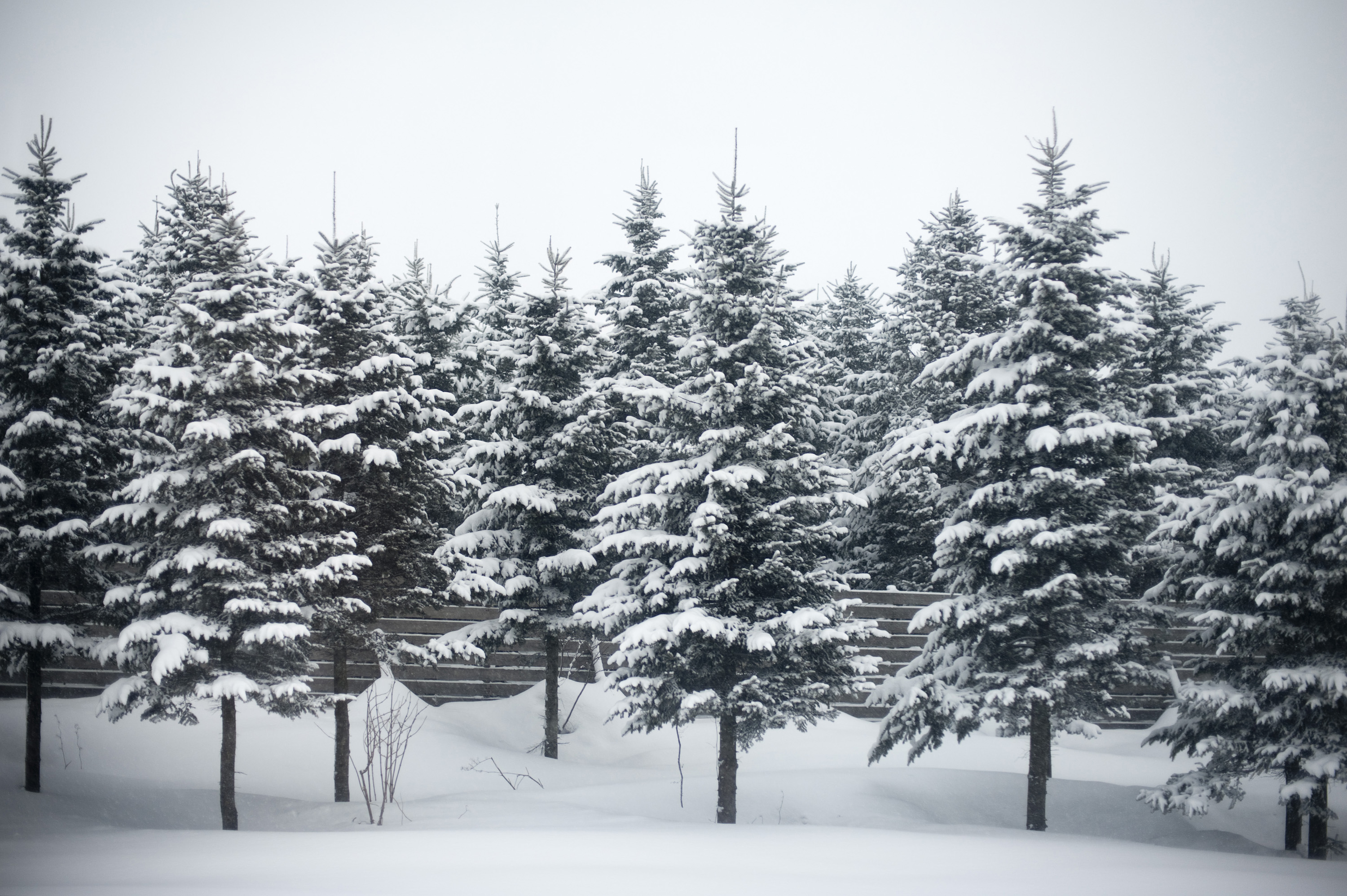 8 Things For the Holidays You Didn't Know About Pine Trees ...