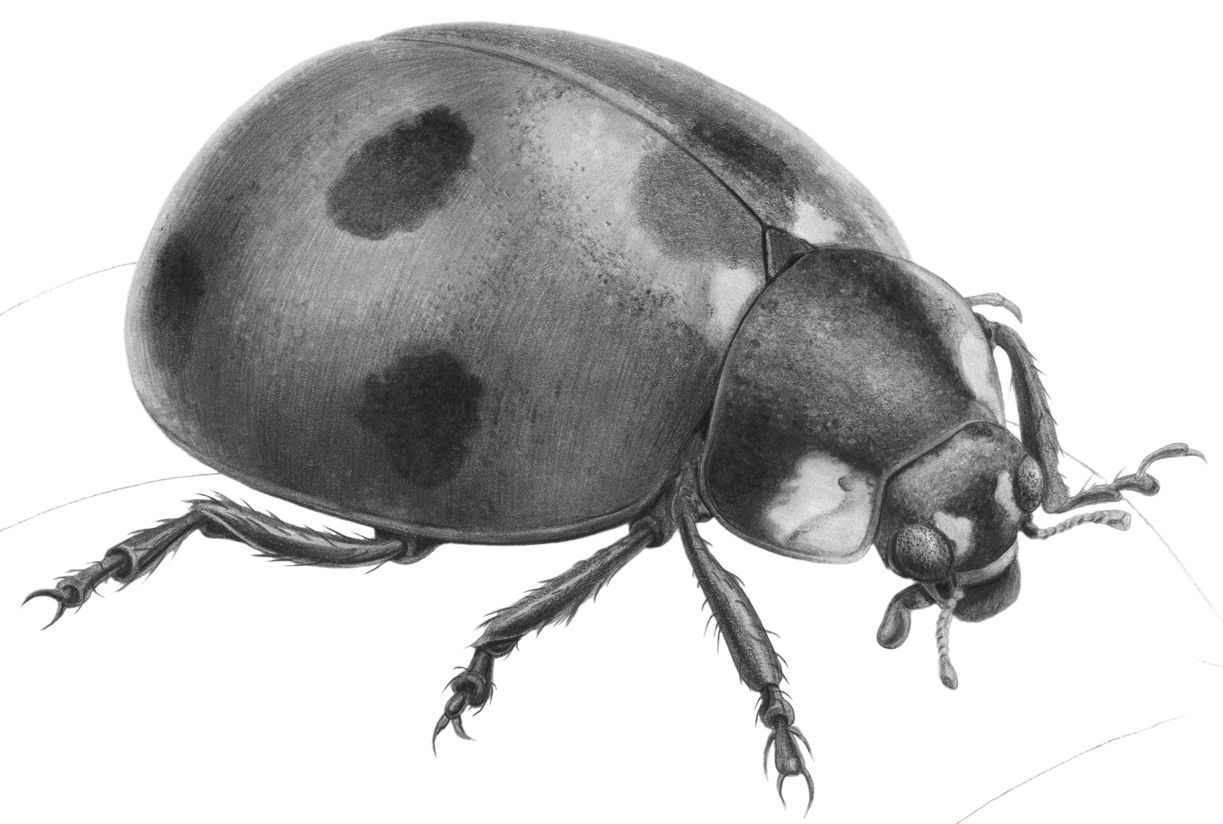 Ladybug Drawing - Cliparts.co