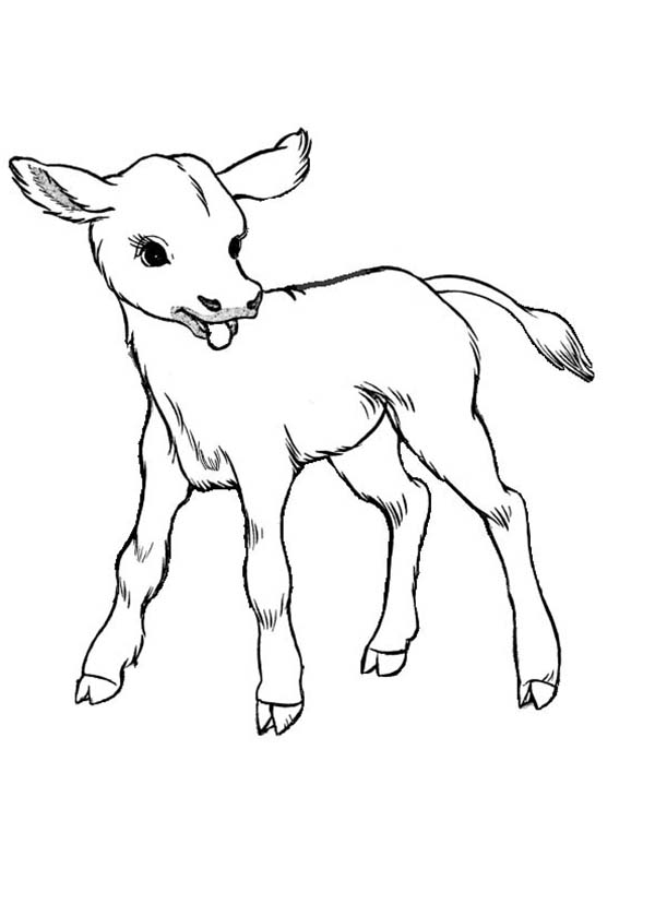 Realistic Drawing of Cow Coloring Page: Realistic Drawing of Cow ...