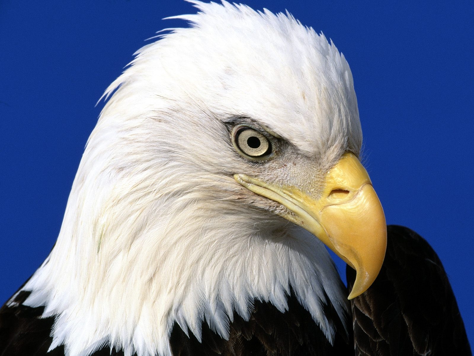 Sfondo "Eagle Head" - 1600 x 1200 - Animali Cuccioli - immagine ...
