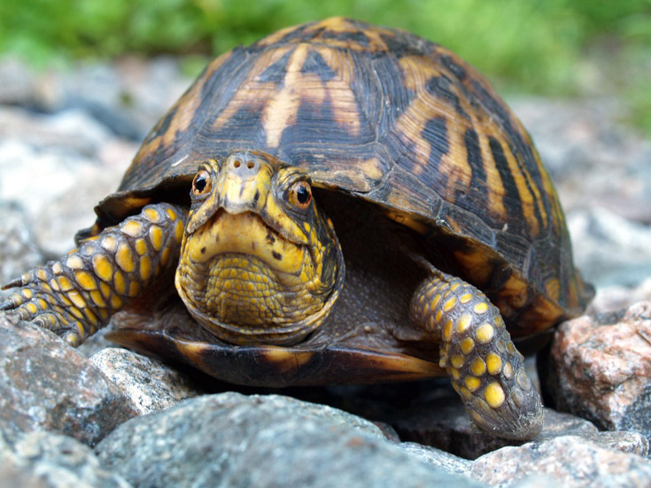 World Turtle Day May 23 Every Year | Ecology Global Network