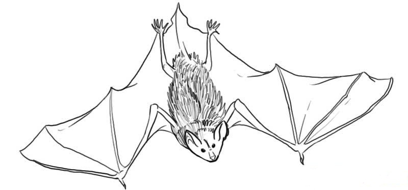 Fruit Bat Drawings - IVto