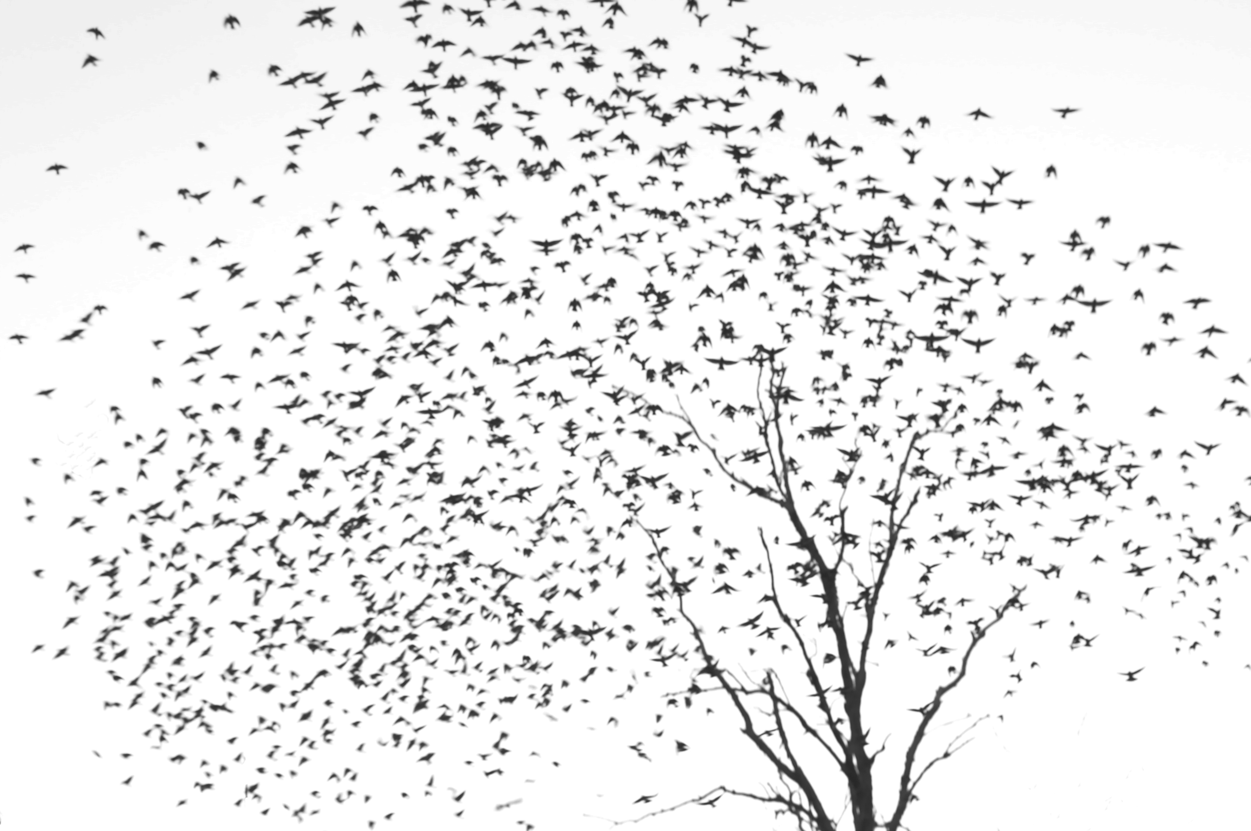 birds flying away