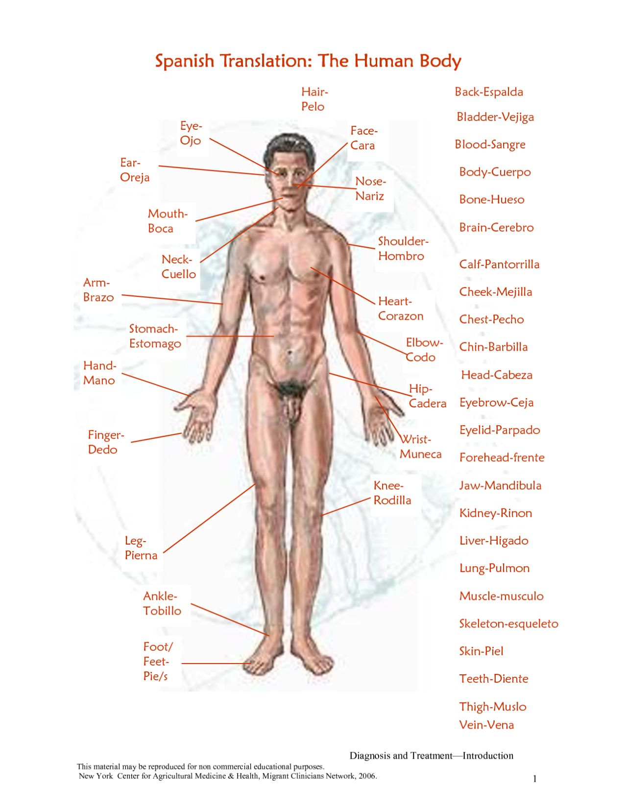 Spanish Human Body Parts | Human Anatomy Body Ideas