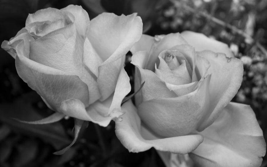 Roses In Black And White by Bruce Bley