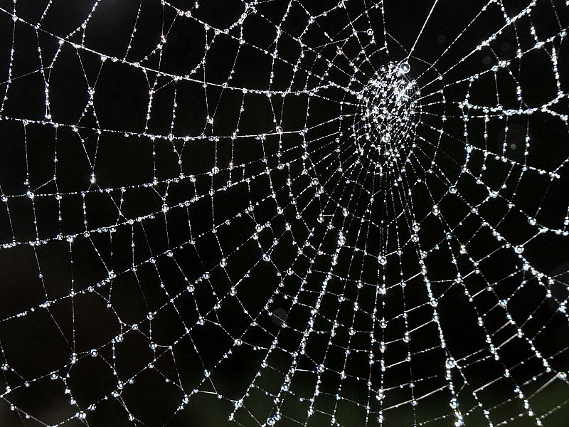 British Spiders | Wildlife Insight