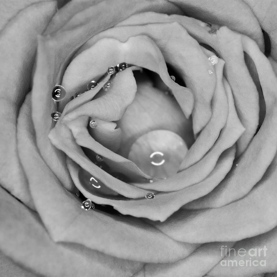 Black And White Rose by Gabor Pozsgai