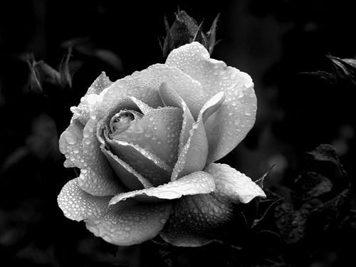upg rose: black and white rose images