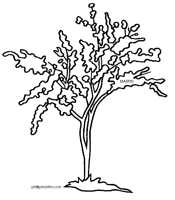 oklahoma state tree coloring pages - photo #6