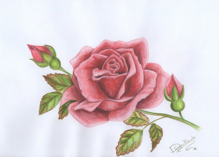 Red Roses Drawings - Gallery