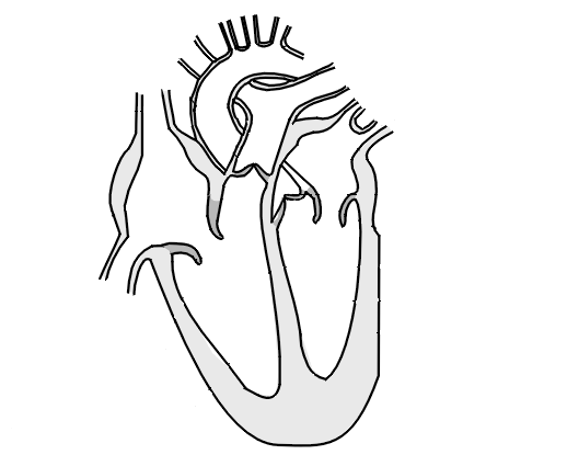 Unlabelled Diagram Of The Heart - Cliparts.co
