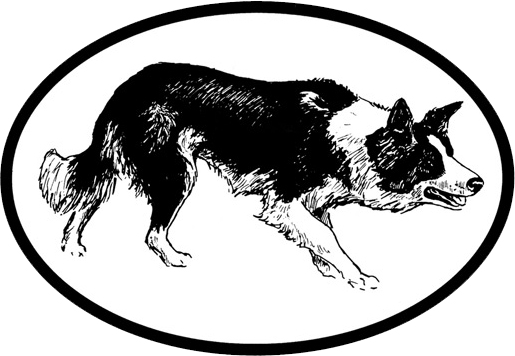 In need of a border collie looking graphic!